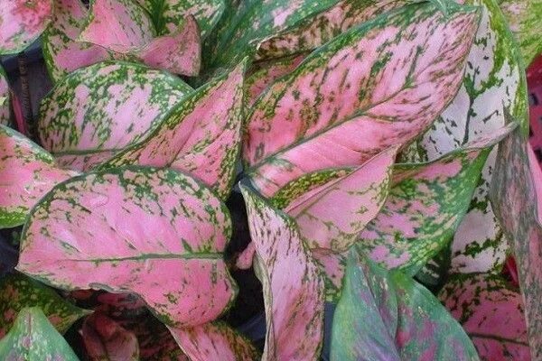Аглаонема пинк валентин фото Jual Tanaman Aglaonema Lady Valentine