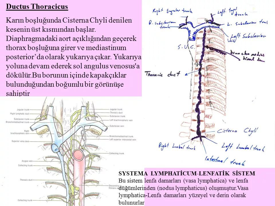 Lymphonodus. Топографическая анатомия грудного лимфатического протока. Грудной лимфатический проток (Ductus thoracicus):. Ductus thoracicus топография. Притоки Ductus thoracicus.