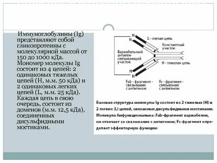 Снижение иммуноглобулина g