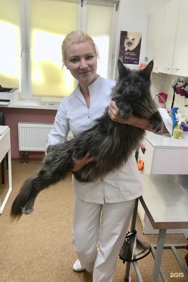 Dr pet's. Ветеринарная клиника Dr Pets. Dr. Pets ветклиника доктора. Ветклиника на школьной 32. Доктор ПЭТ на Коллонтай.