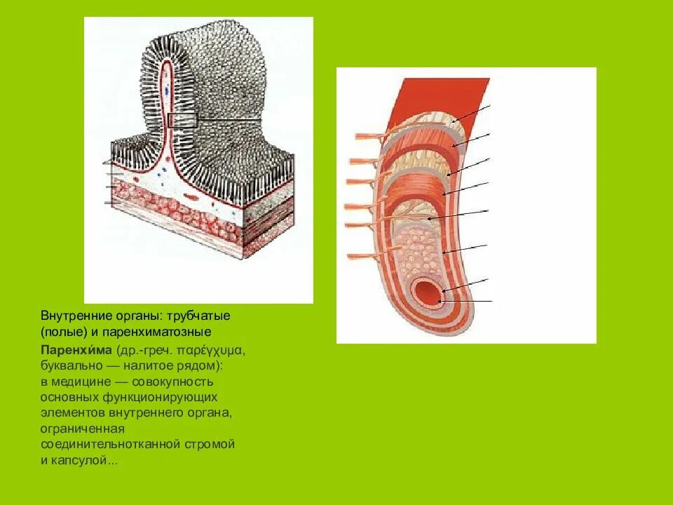 Трубчатый орган 5. Полые трубчатые органы. Строма и паренхима органа. Трубчатые и паренхиматозные органы. Строма паренхиматозных органов.