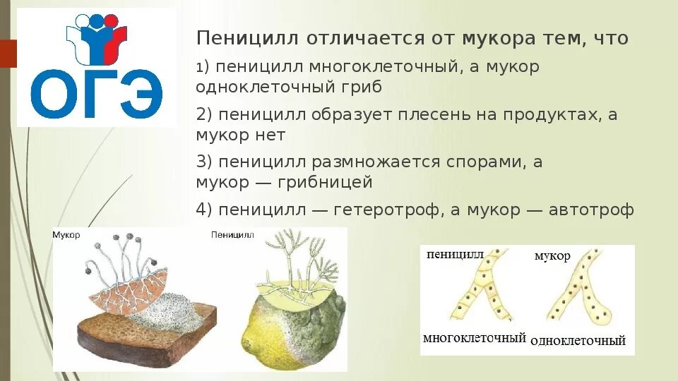 Пеницилл — это одноклеточные и многоклеточные гриб?. Мукор и пенициллин. Плесневые грибы 5 класс биология таблица. Пеницилл многоклеточный гриб. Чем отличается плесневый гриб