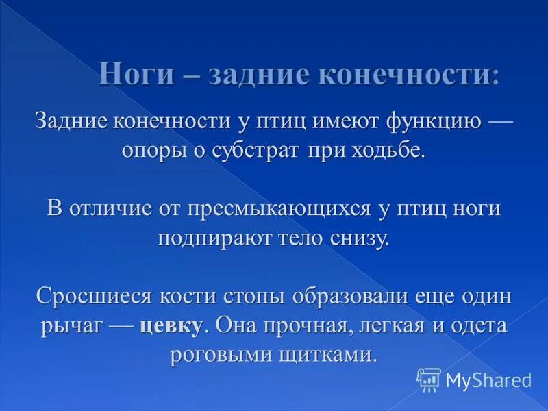 Функция опоры. Скелет опора человека. Опорная функция скелета. Функция опоры. Функции опоры и движения.