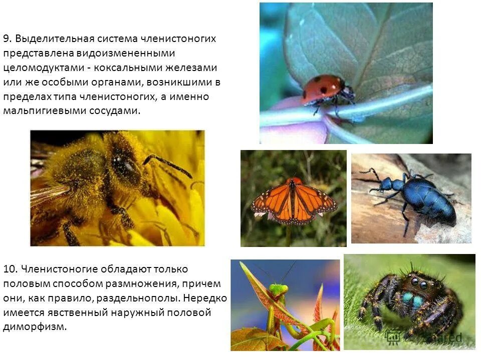 Значение ракообразных в природе. Медицинское значение представителей типа членистоногие. Ракообразные в природе и в жизни человека. Тип членистоногие значение. Медицинское значение представителей типа членистоногие.