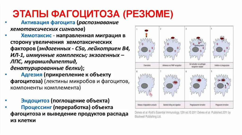 Стадии фагоцитоза. Стадии фагоцитоза ЕГЭ. Этапы фагоцитоза ЕГЭ.