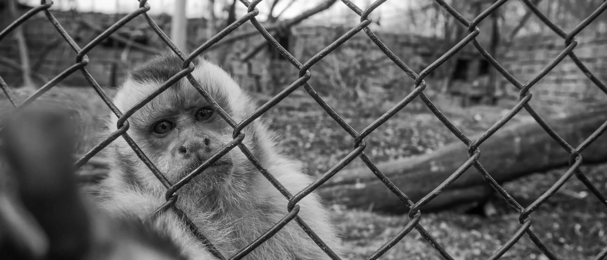 Advantages of keeping animals in zoos. Обезьяны на маврикии. эссе keeping animals in zoos. keeping animals in zoos essay. melbourne zoos native animals.