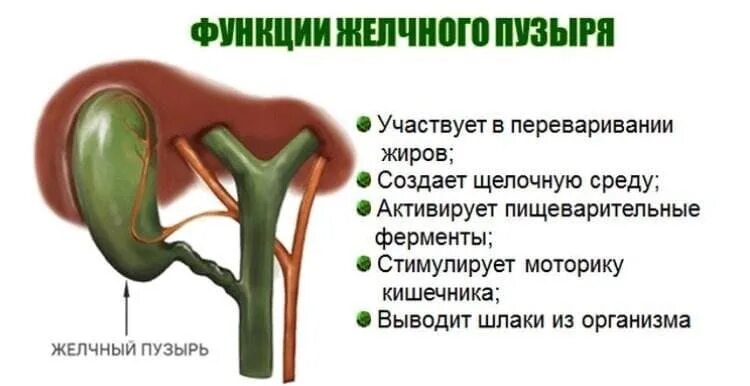 Как живете без желчного пузыря отзывы. Функции желчного пузыря в организме человека. функции желчного пузыря у человека. желудочный пузырь функции. какую функцию выполняет желчный пузырь.