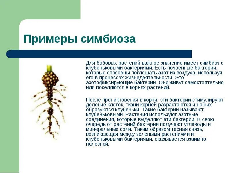 Строение корневой системы бобовых. Клубеньковые бактерии симбиоз. симбиоз клубеньковых бактерий и растений. симбиоз клубеньковых бактерий и бобовых растений. бактерии - симбионты (клубеньковые бактерии)..