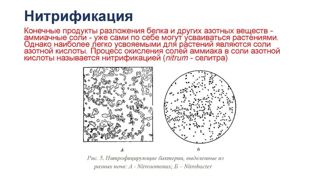 Процесс нитрификации. Nitrosomonas, нитрифицирующие Nitrobacter бактерии. Схема процесса нитрификации. Реакция нитрификации азота. Процесс нитрификации в почве.