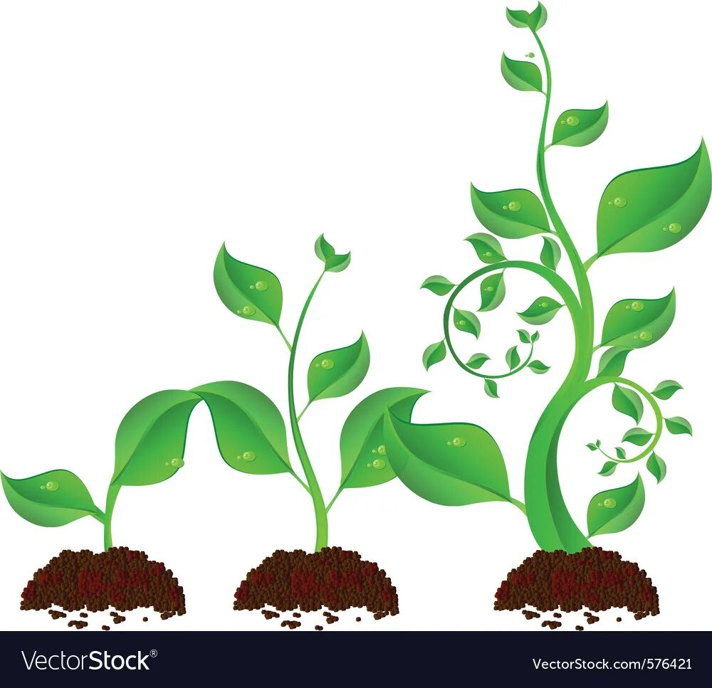 Рост растений. Рост растений для детей. Последовательность роста растений. Иллюстрация роста растений.
