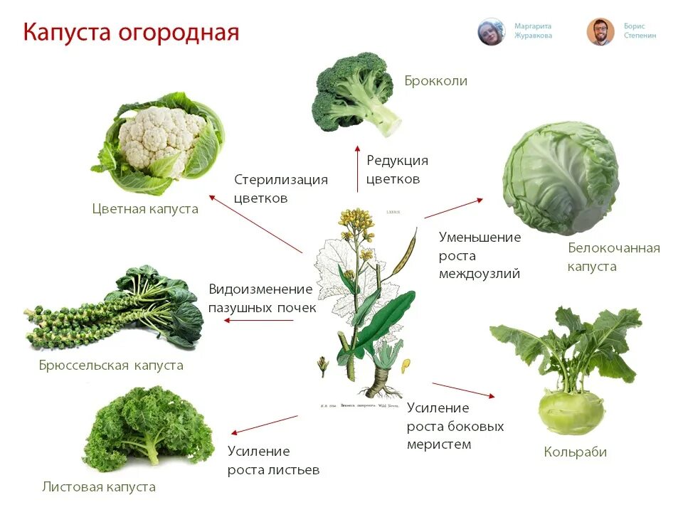 Капуста видоизмененный корень. Строение белокочанной капусты. Строение белокочанной капусты схема. Цветная капуста это видоизмененный побег. Капуста видоизмененная побег.