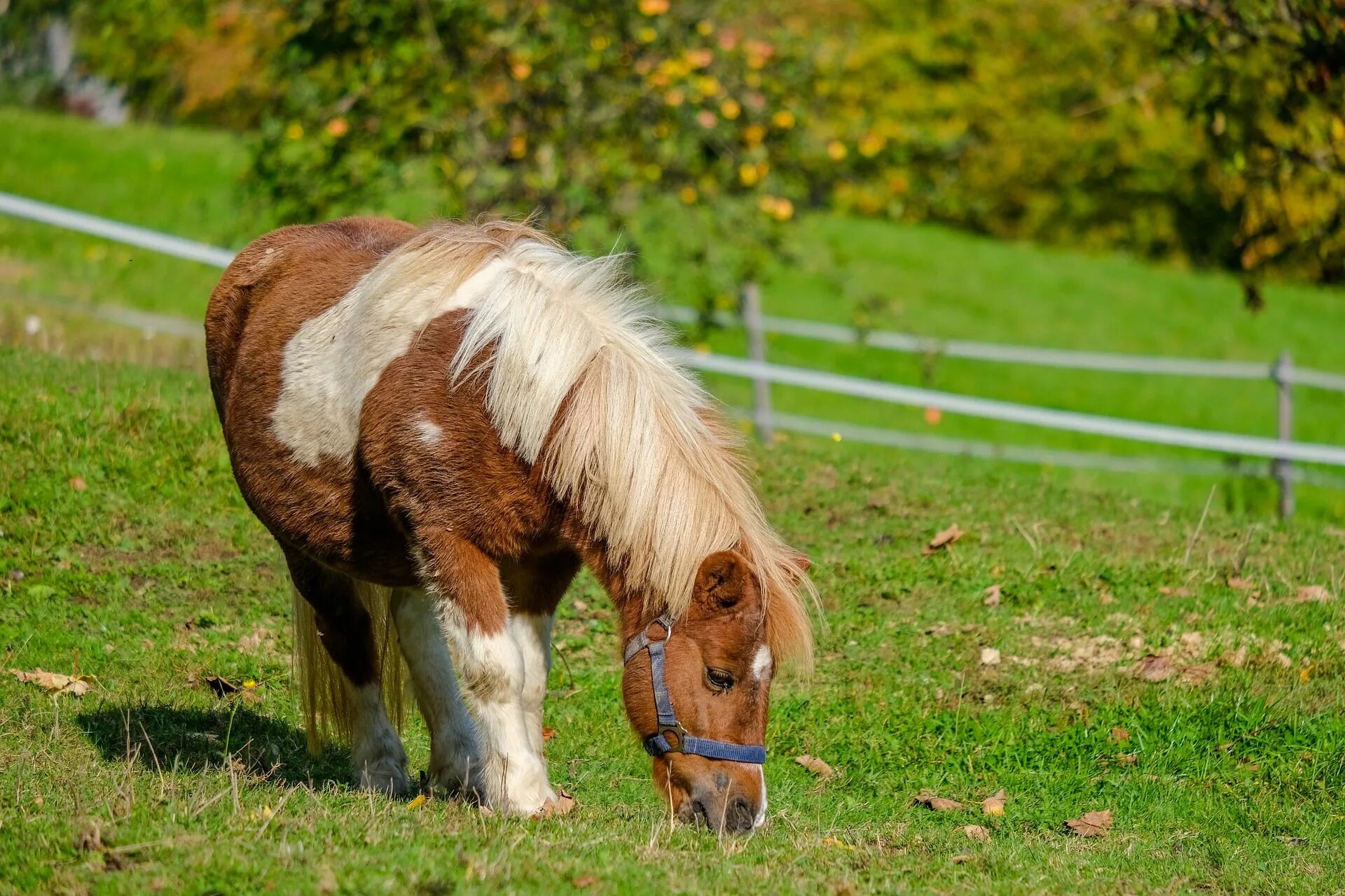 Чинкотигский пони. Жеребенок шотландского пони. Фалабелла лошадь. Мини пони. Фотографии pony