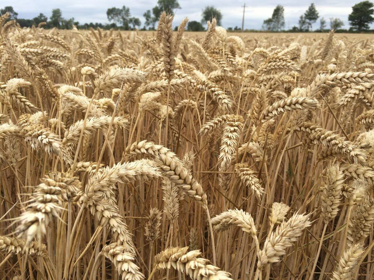 Поя чист. Бугдой навлари. Галла майдони. Пшеница. Пшеничные поля Узбекистана.