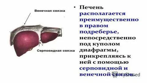 Воспаление печени на латинском