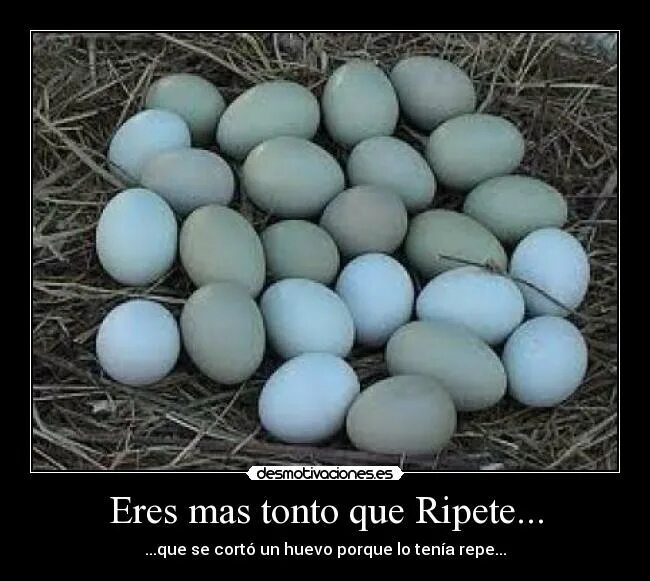 Доминанты несущие голубое и зеленое яйцо. Доминант gs300 голубое яйцо. Доминант золотой gs 902 инкубационное яйцо. Несушки с голубыми яйцами. Кросс доминант куры цвет.