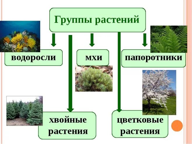 Появления основных групп растений на земле