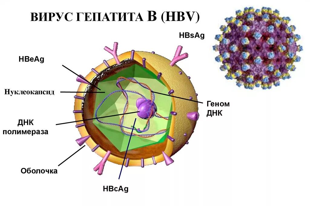 Строение вируса гепатита б. Структура вируса гепатита б. Схема строения генома вируса гепатита в. Строение вириона гепатита в.