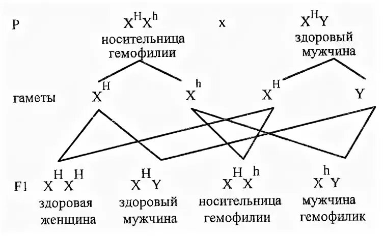 Женщина носительница рецессивного Гена гемофилии. Гаметы мужчины больного гемофилией. Гены сцепленные с полом. Гаметы и генотип женщины и мужчины страдающих гемофилией.