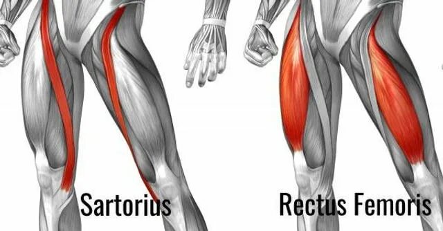 M sartorius. Портняжная мышца – musculus sartorius. M sartorius. Sartorius. M sartorius мышца.