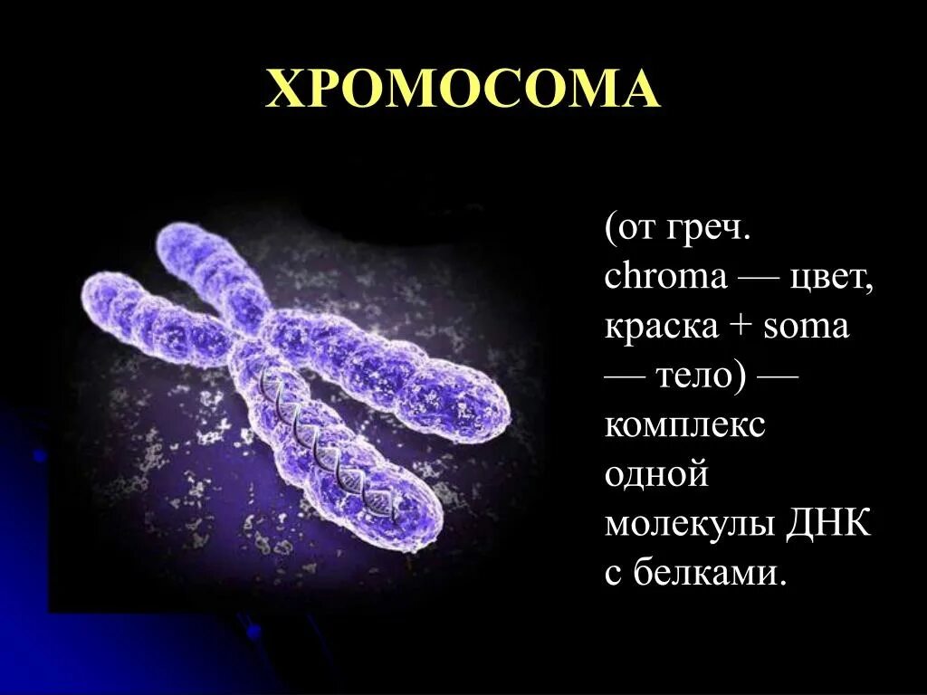 Хромосомы группы г. Хромосома. Строение хромосомы. Хромосома рисунок. Хромосомы человека 8 класс.