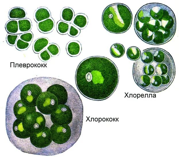 Чем хлорелла отличается от бактерии. Хлорелла и хлорококк. Одноклеточная зеленая водоросль хлорелла. Хлорелла плеврококк. Одноклеточная водоросль хлорелла строение.