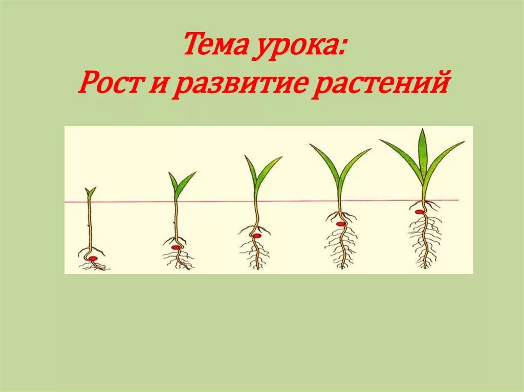 Рост и развитие. Развитие растений. Особенности роста и развития растений. Пример роста и развития у растений.