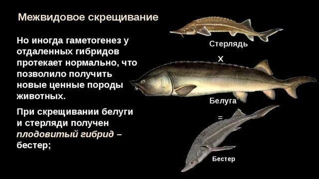 Бестер (гибрид белуги и стерляди рыба. Бестер рыба описание. Бесцеры гибриды белуги. Межвидовые гибриды стерильными
