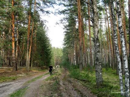 Бор вологодская область