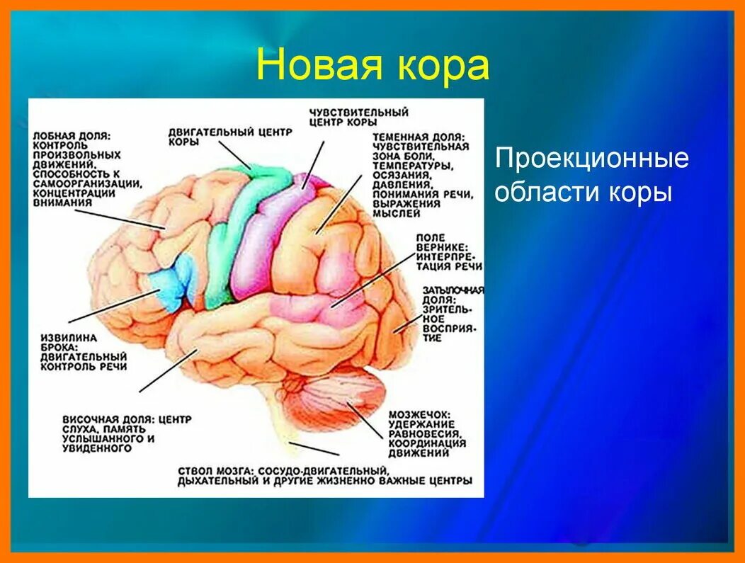 5 зон мозга. Функциональные зоны коры головного мозга. Функциональные зоны коры больших полушарий головного мозга. Расположение функциональных центров в коре полушария большого мозга. Функциональные зоны КБП головного мозга.