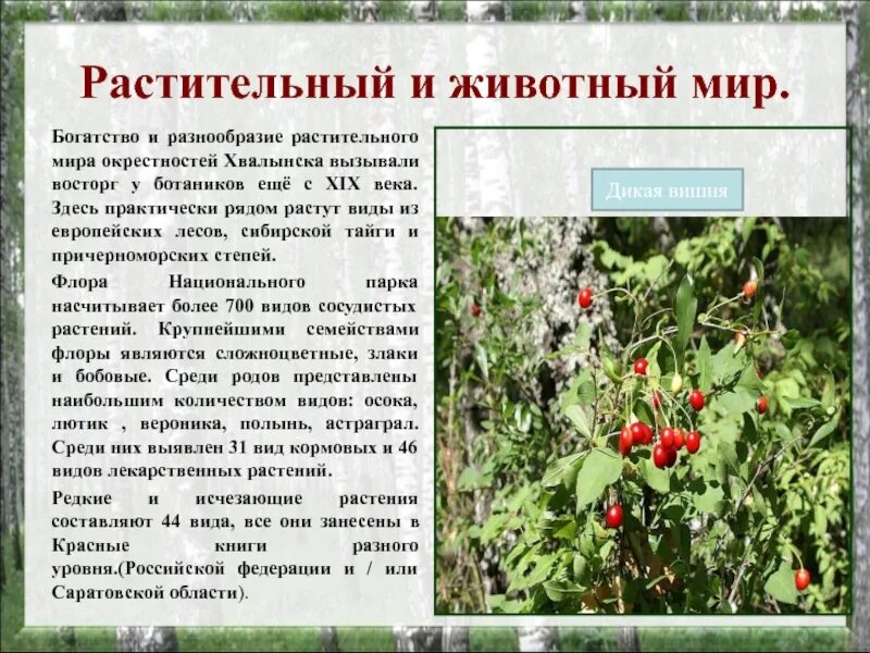 Сообщение о растительном и животном мире кратко. Растения саратовского края. растительный мир сообщение.