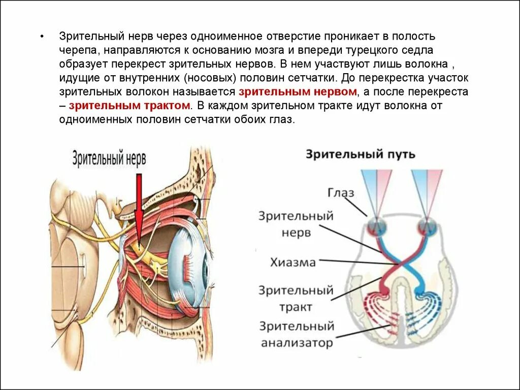 Перекрест волокон зрительного нерва. Ипсилатеральный зрительный нерв. Зрительный нерв входит в полость черепа через. Глазной зрительный нерв.