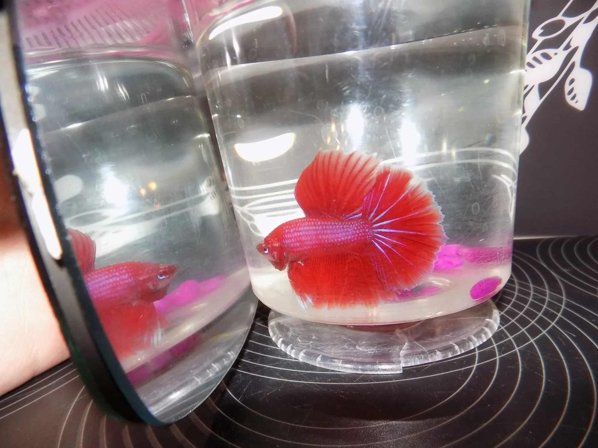 петушок халфмун каданго. петушки рыбки спб. коронохвостый петушок бойцовая рыбка. домик для рыбки петушка. петушок халф мун самка.