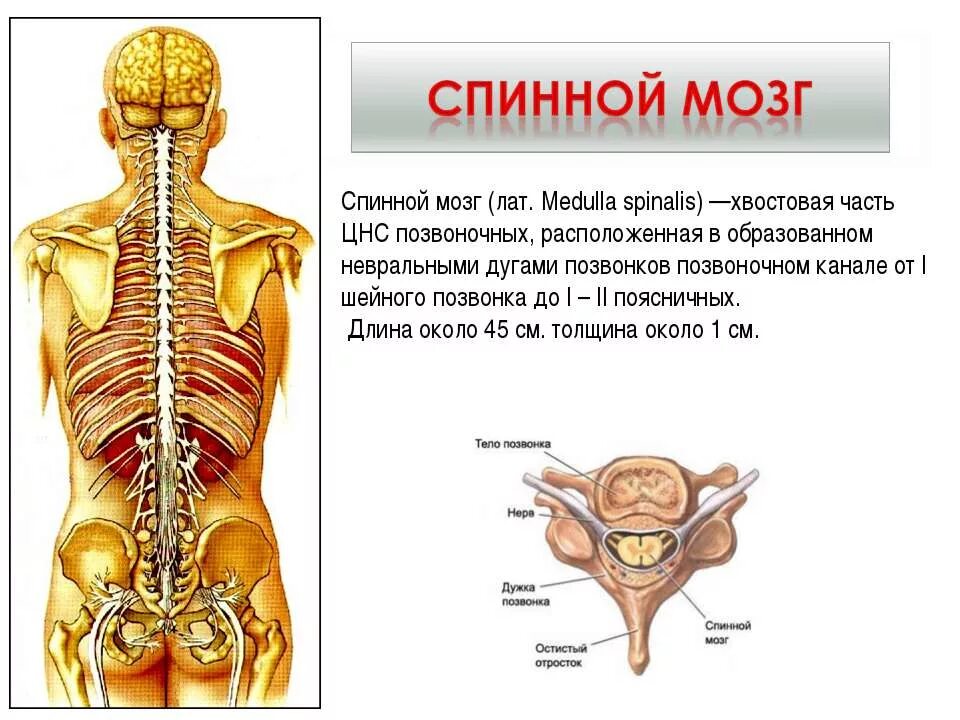 Нервная система 9 класс презентация. Нервная система спинного мозга человека анатомия. Функции органов нервной системы спинной мозг. Позвонки человека спинной мозг анатомия.