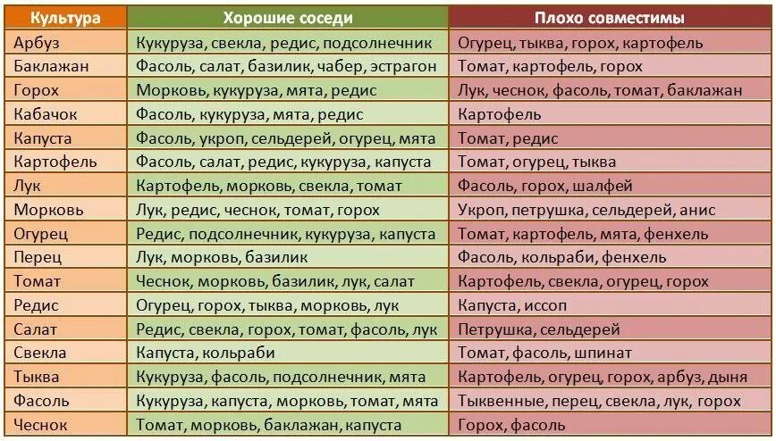 Можно ли сажать капусту рядом. Совместимость посадок овощей на грядках таблица. Соседи на огороде совместимость растений таблица. Совместимость овощных культур при посадке на грядке таблица. Соседство овощей на грядках таблица.