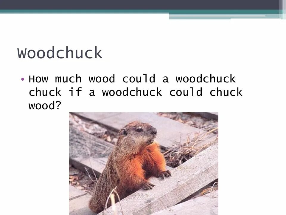How much Wood could a Woodchuck Chuck. How much Wood would a Woodchuck Chuck скороговорка. Скороговорка Woodchuck Wood. How much Wood скороговорка.
