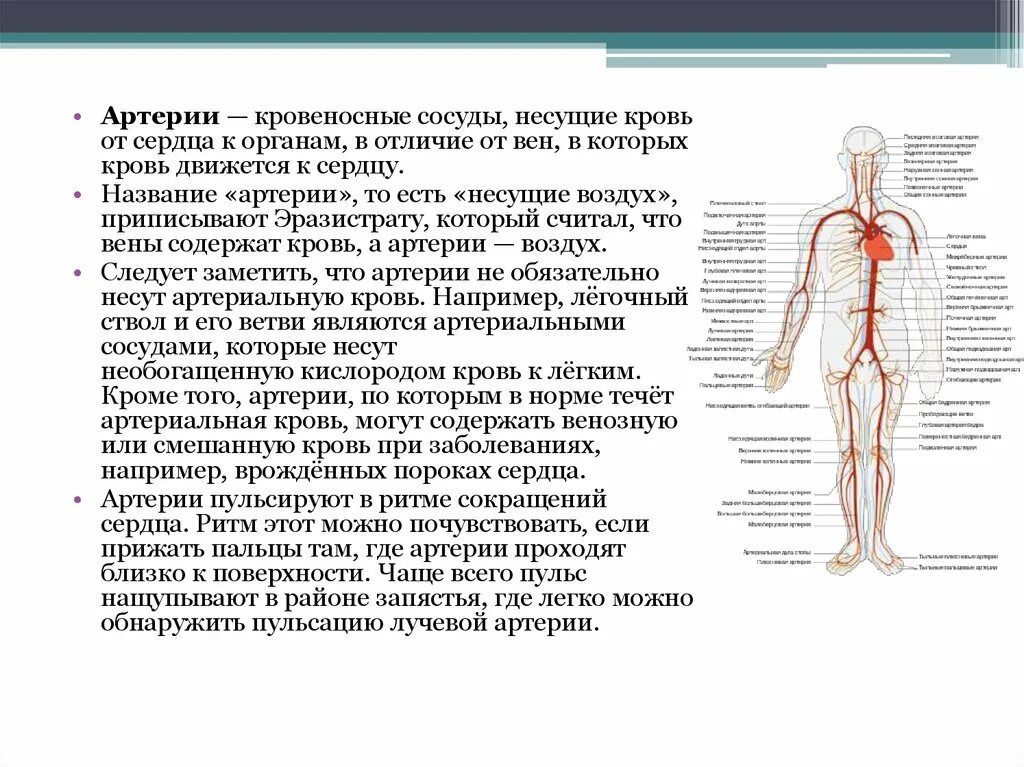 Сосуды которые несут кровь от сердца к органам называются. Сосуды несущие кровь к сердцу называются артерии. Артерии это сосуды несущие артериальную кровь. Сосуды относящиеся к артериальной крови. Артерии и вены определение