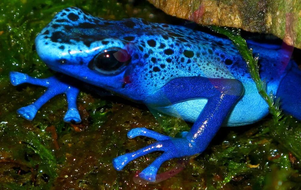 Квакша тритон. Лягушка квакша саламандра. Лягушка прудовая паротиды. Лягушка жаба тритон это. Лягушка квакша.