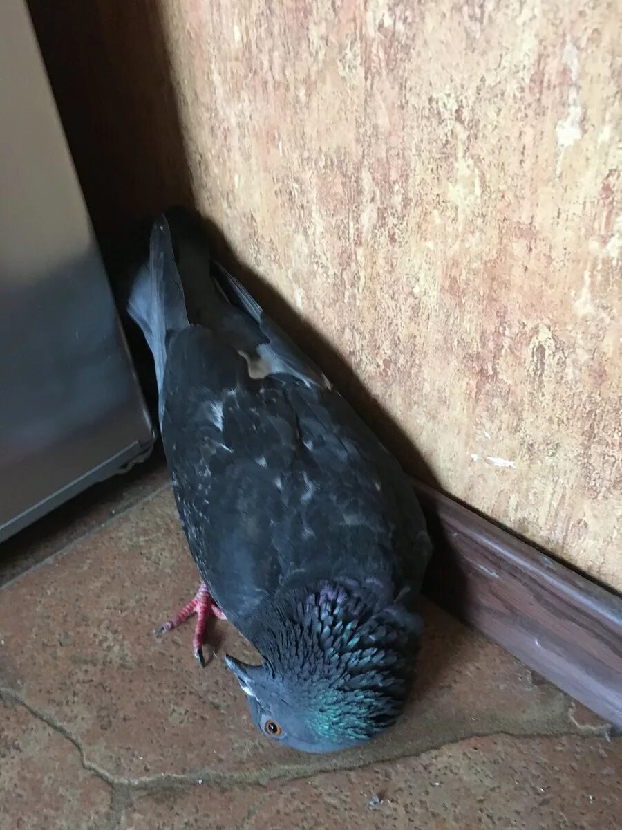 Болезнь ньюкасла (вертячка). Болезнь ньюкасла (вертячка). Вертячка опасна для человека. Вертячка опасна для человека. Ньюкасла вертячка голубей.