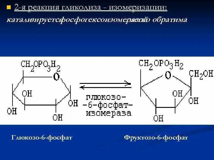 Изомеризация глюкозо-6-фосфата в фруктозо-6-фосфат. Реакция изомеризации фруктоза6 фосфат. Глюкозо 6 фосфат в фруктозо 6 фосфат. Изомеризация фруктозо 6 фосфата. Фруктоза биологическая