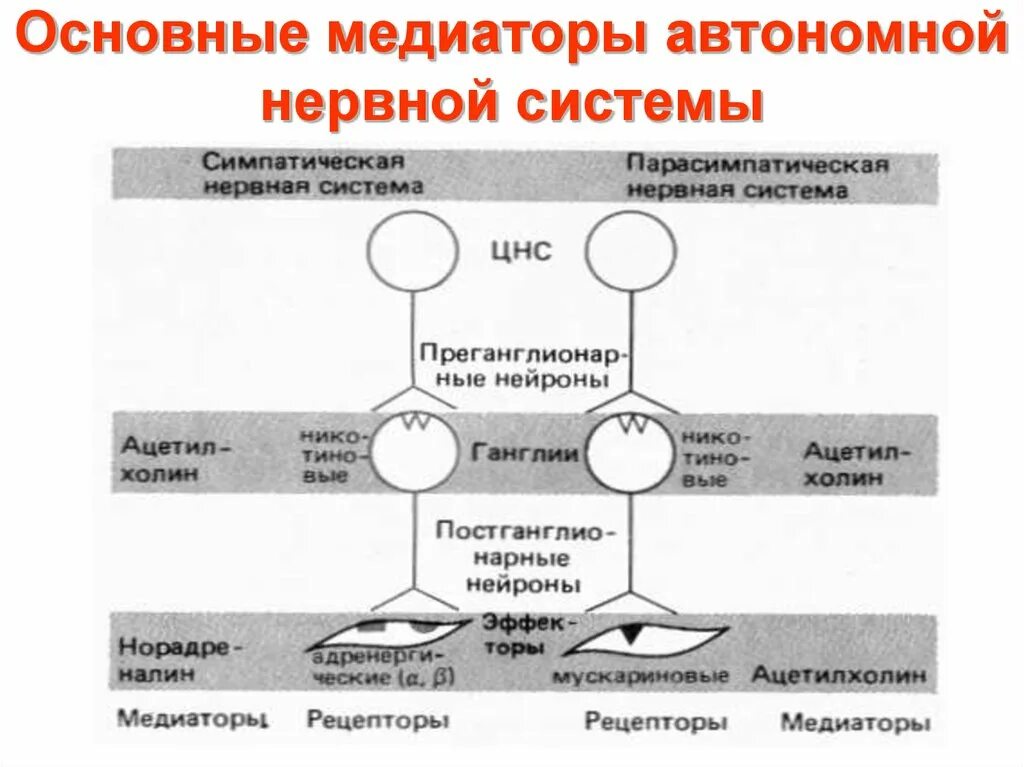 Рецепторы какой отдел нервной системы. Медиаторы симпатической и парасимпатической нервной системы. Схема медиаторов вегетативной нервной системы. Медиаторы парасимпатической нервной системы. Медиаторы соматической и вегетативной нервной системы.