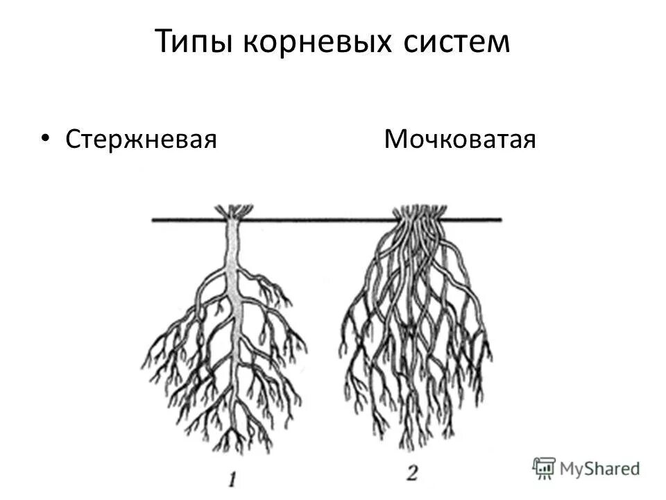 Что значит корневая система. Типы корневых систем. Мочковатая корневая система. Стержневая корневая система.