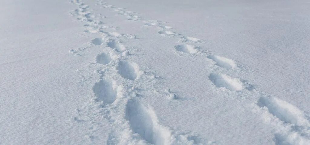 Снег заметает следы. Следы на снегу. Шаги на снегу. Заметать следы. Следы человека на снегу.