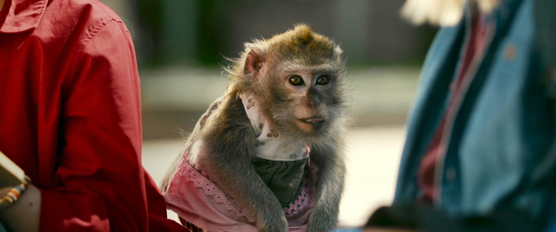 Чижик-пыжик возвращается 2023. Чижик-пыжик возвращается. Чижик пыжик возвращается отзывы. Чижик пыжик возвращается отзывы. Чижик-пыжик возвращается 2023.