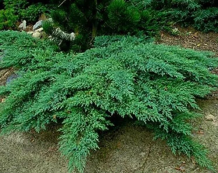 Стелющиеся хвойные. Можжевельник казацкий рокери джем. Можжевельник казацкий (Juniperus Sabina). Можжевельник казацкий стелющийся.