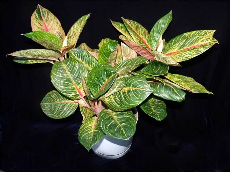 Aglaonema 'King of Siam" Types of orchids, Ornamental plants, Very beautiful flo