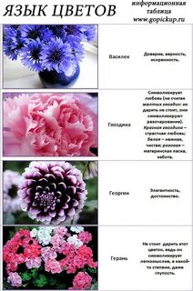 Язык цветов белый