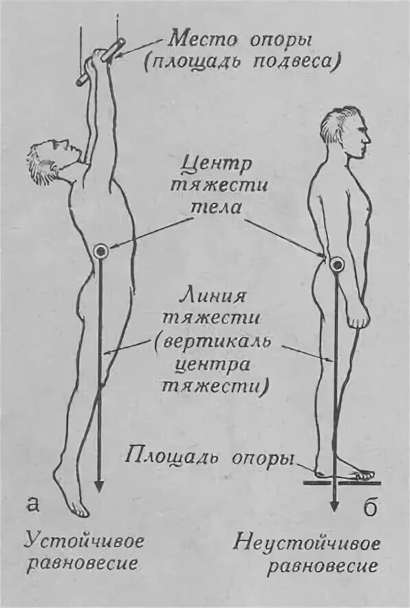 Равновесие тела человека. Общий центр тяжести человека. Центр тяжести и равновесия тела человека. Оцт тела человека это.