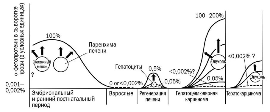 Афп норма у мужчин. Норма Альфа фетопротеина у детей. Анализ АФП норма. Кровь АФП норма. АФП анализ норма у мужчин по возрасту таблица.