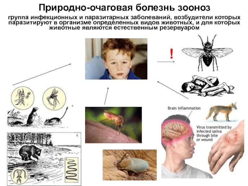 Инфекционные болезни резервуаром возбудителя которых является животные. Природно-очаговые заболевания паразиты. природно очаговые болезни паразиты. природно-очаговые инвазионные заболевания. трансмиссивные и природно-очаговые заболевания.