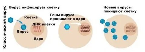 Какие вирусы проникают в клетку